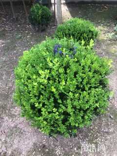 冠幅80厘米小叶黄杨球