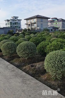 冠幅60厘米银姬小蜡球