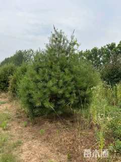 高度300厘米白皮松