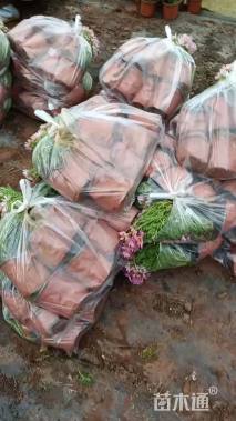 高度20厘米玛格丽特花