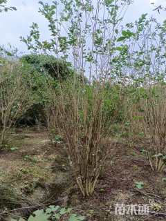 高度400厘米红花紫薇