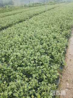 高度25厘米六月雪