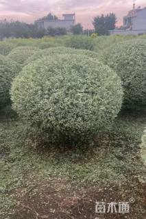 冠幅100厘米银姬小蜡球