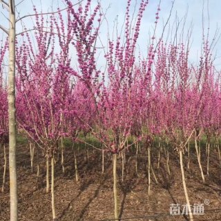 高度200厘米紫荆