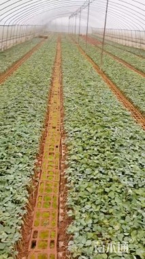 高度10厘米玫瑰