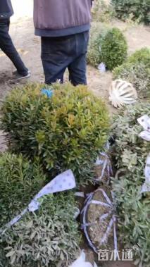 高度60厘米雀舌黄杨