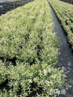 高度30厘米杞柳