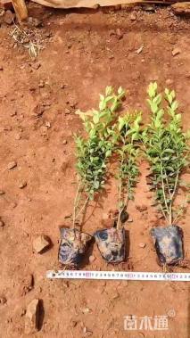 小杯苗亮晶女贞小苗