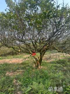 35公分(3杆)丛生香泡