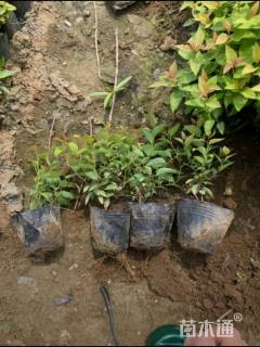 高度15厘米金山绣线菊