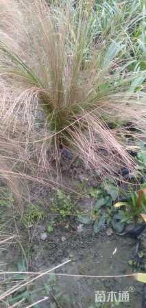 高度25厘米墨西哥羽毛草