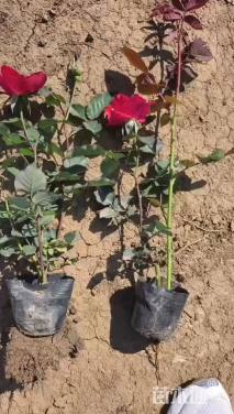 高度30厘米月季