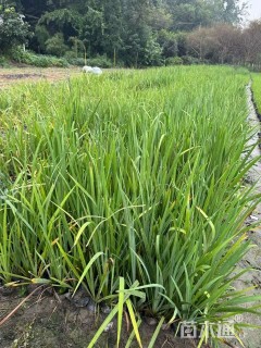 高度30厘米黄菖蒲