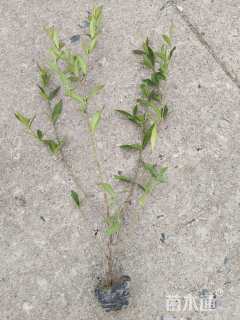 高度40厘米栀子花