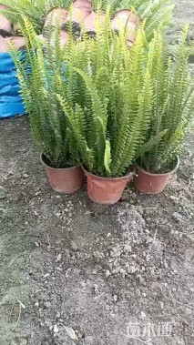 高度25厘米肾蕨