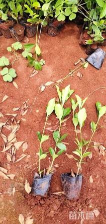 高度25厘米大叶栀子