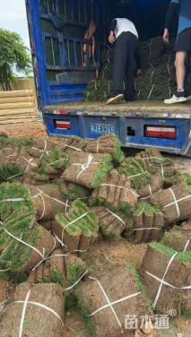 草卷状马尼拉草