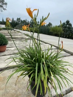高度60厘米常绿萱草