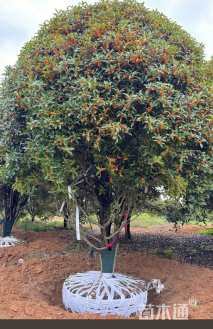 高度400厘米丛生桂花