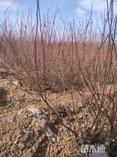 高度100厘米四季玫瑰