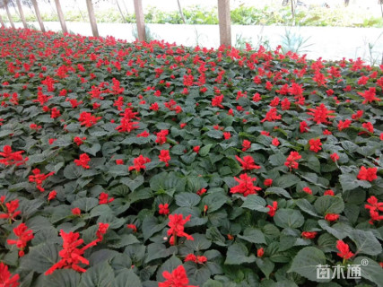 高度30厘米一串红