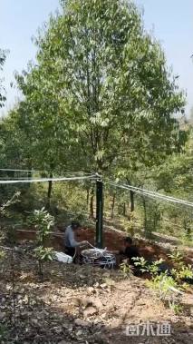 15公分红果冬青