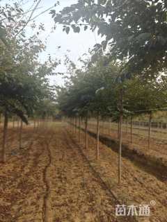 4公分染井吉野樱