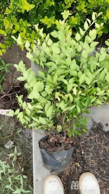 高度80厘米金森女贞