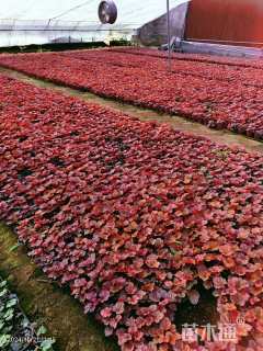 高度10厘米矾根