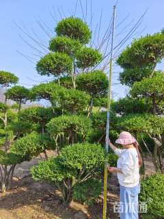 15公分造型小叶女贞