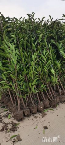 高度150厘米法国冬青