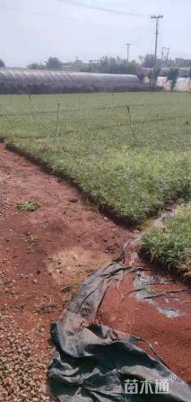 高度10厘米玉龙草