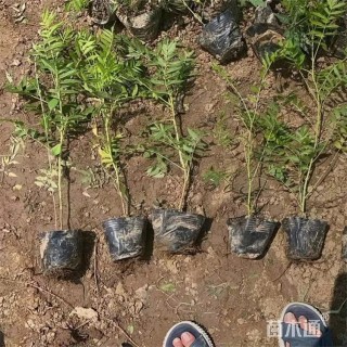 高度40厘米华北珍珠梅