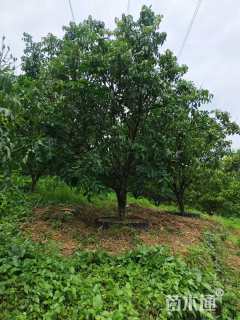 高度300厘米黄皮