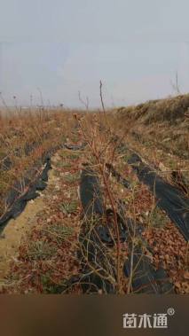 高度40厘米蓝莓