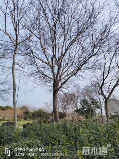 26公分造型朴树