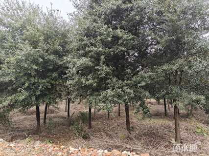 18公分弗吉尼亚栎