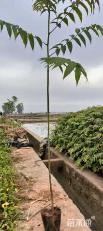 高度150厘米香椿小苗