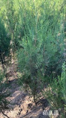 高度120厘米侧柏