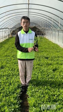 高度20厘米木春菊