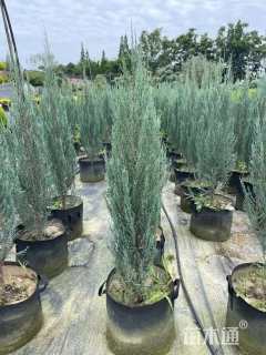 高度80厘米蓝剑柏