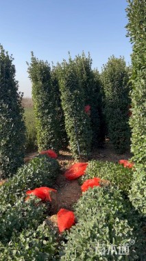 高度300厘米大叶黄杨柱