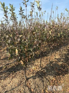 高度200厘米李子树