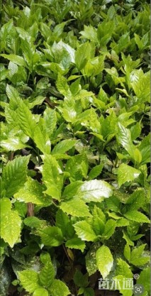 高度25厘米洒金珊瑚小苗