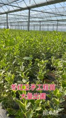 高度50厘米冬红卫矛