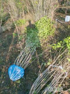 高度50厘米木槿