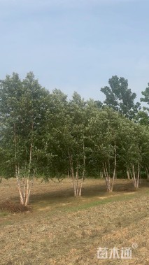 高度700厘米丛生河桦