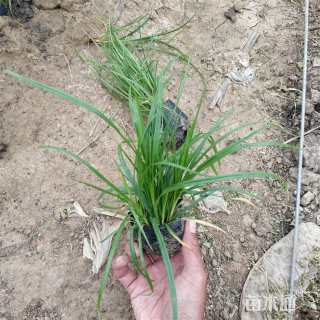 高度20厘米青绿苔草