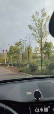 高度20厘米欧洲荚蒾