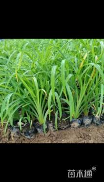 高度30厘米大花萱草